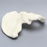 Hemi Pelvis, Male, Solid Foam, Right
