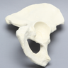 Hemi Pelvis, Male, Solid Foam, Right