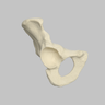 Hemi Pelvis, Male, Solid Foam, Right
