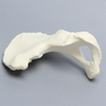 Hemi Pelvis, Female, Solid Foam, Right