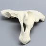 Hemi Pelvis, Female, Solid Foam, Right
