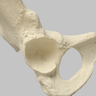 Hemi Pelvis, Female, Solid Foam, Right