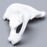Hemi Pelvis, Male, Solid White Plastic