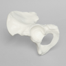 Hemi Pelvis, Male, Solid White Plastic
