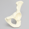 Hemi Pelvis with 57mm Acetabulum, Foam Cortical, Left
