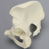 Hemi Pelvis and Sacrum, Solid Foam, Left