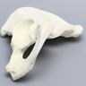 Hemi Pelvis, Male, Solid Foam, Left