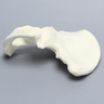 Hemi Pelvis, Male, Solid Foam, Left