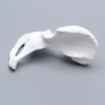 Hemi Pelvis, Female, Solid White Plastic, Right