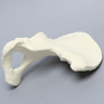 Hemi Pelvis, Female, Solid Foam, Left