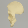 Hemi Pelvis with Defined Ischium and Pubis, Solid Foam