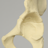 Hemi Pelvis with Defined Ischium and Pubis, Solid Foam