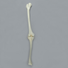 Full Length Knee with Pathologies, Small