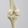 Knee with Three Stretch Cord Ligaments, Full Length, Small