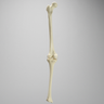 Knee with Three Stretch Cord Ligaments, Full Length, Small