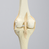 Knee with Three Stretch Tube Ligaments, Full Length, Solid Foam