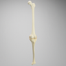 Knee with Three Stretch Tube Ligaments, Full Length, Solid Foam