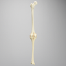 Knee with Three Stretch Tube Ligaments, Full Length, Solid Foam