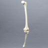 Knee with Three Stretch Tube Ligaments, Full Length