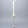 Knee with Patella and Three Stretch Tube Ligaments, Full Length