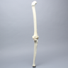 Knee with Patella and Three Stretch Tube Ligaments, Full Length