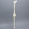 Knee with Three Non-Stretch Ligaments, Full Length, Medium, Left