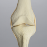 Knee with Three Stretch Cord Ligaments and Light Density Cancellous, Full Length