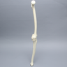Knee with Two Collateral Ligaments and Narrow Intercondylar Notch, Full Length