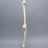 Knee with Narrow Intercondylar Notch and Three Long Stretch Tube Ligaments, Full Length