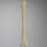 Femur with Broached Proximal Cavity and Midshaft Plug