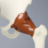 Hemi Pelvis with Labrum and Capsule