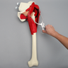 Hemi Pelvis with Full Femur and Muscles