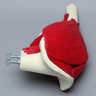 Hemi Pelvis with Proximal Femur and Muscles