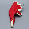 Hemi Pelvis with Proximal Femur and Muscles