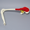 Hemi Pelvis, Encapsulated with Full Knee with Stretch Ligaments