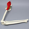 Hemi Pelvis, Encapsulated with Full Knee with Stretch Ligaments