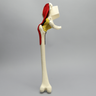 Hemi Pelvis, Encapsulated with Full Femur
