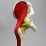 Hemi Pelvis, Encapsulated with Full Femur
