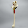 Hemi Pelvis, Encapsulated with Full Femur