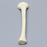 Tibia with Epiphyseal Line, Pediatric
