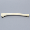 Tibia with Epiphyseal Line, Pediatric