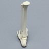 Foot and Ankle, Pediatric with Full Tibia and Fibula