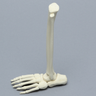 Foot and Ankle, Pediatric with Full Tibia and Fibula