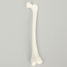 Femur, Pediatric, Solid White Plastic, Left
