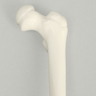 Femur, Pediatric, Solid White Plastic, Left