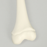 Femur, Pediatric, Solid White Plastic, Left