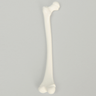 Femur, Pediatric, Solid White Plastic, Left
