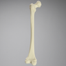 Femur, Pediatric, Solid Foam Light Density, Left