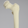 Femur, Pediatric, Solid Foam Light Density, Left