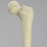 Femur, Pediatric, Solid Foam, Left